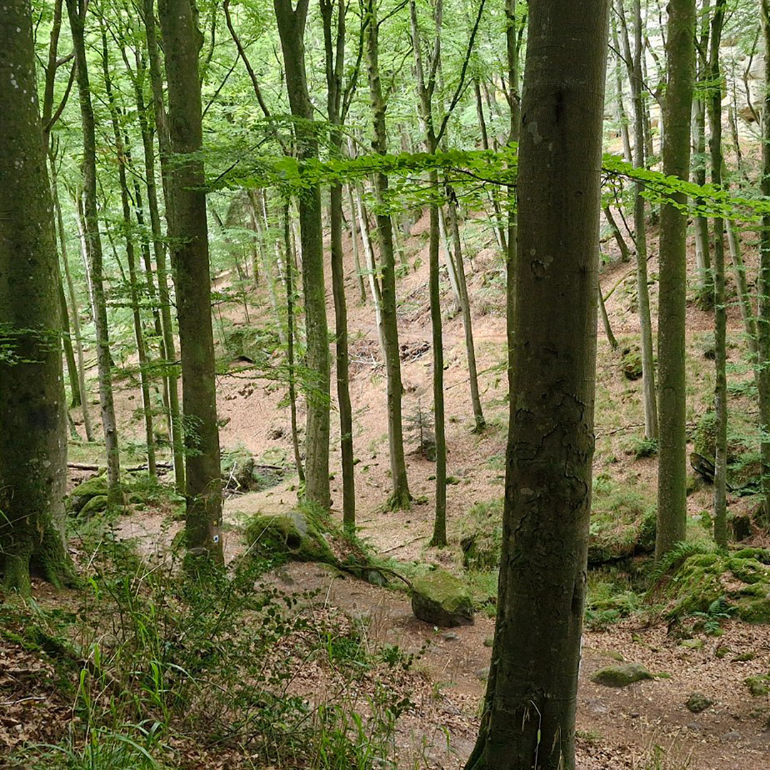 Tula Moon Collectie Onder het Woudlicht Tula Moon Collectie Onder het Woudlicht